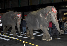 Elephant Walk 2007