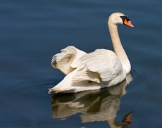 A swan in Flushing Bay